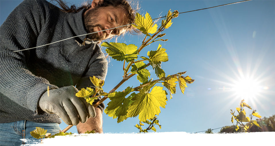 Domaine Deliance - Esquisse d'une promesse