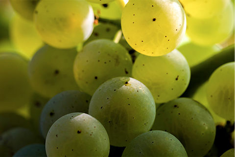 Domaine Deliance - Esquisse d'une promesse